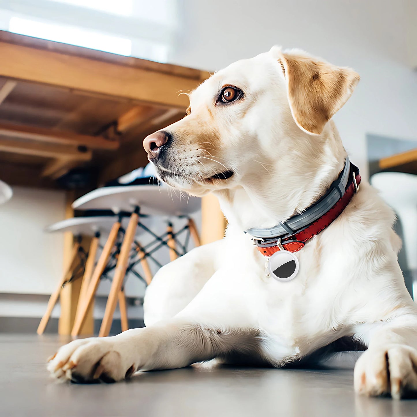 Bruno | Rastreador GPS inteligente para perros, gatos y llaves