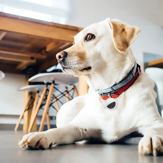 Bruno | Rastreador GPS inteligente para perros, gatos y llaves